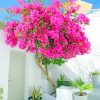 Santorini Bougainvillea paint by numbers