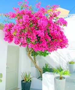 Santorini Bougainvillea paint by numbers