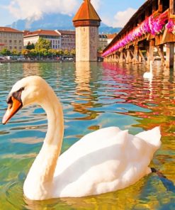 Swan In Chapel Bridge Switzerland paint by numbers