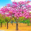 Tabebuia Rosea Tree paint by numbers