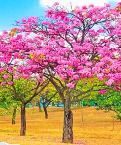 Tabebuia Rosea Tree paint by numbers