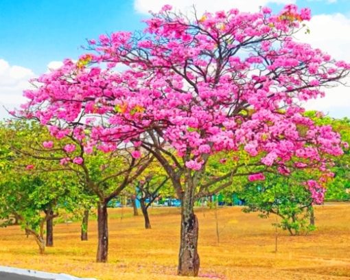 Tabebuia Rosea Tree paint by numbers