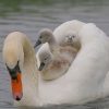 White Duck With Her Baby Paint by numbers