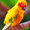 Yellow Macaw paint by numbers