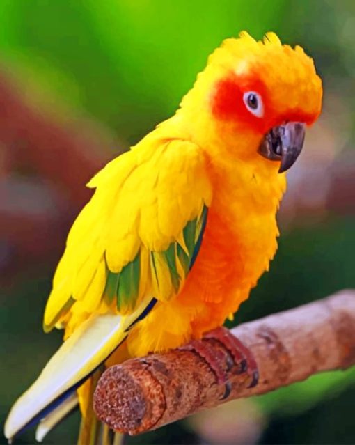 Yellow Macaw paint by numbers