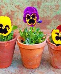 Pansy Flowers Paint by numbers