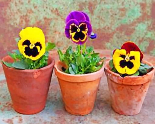 Pansy Flowers Paint by numbers