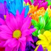 Colorful Flowers paint by numbers