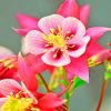 Columbine Flower paint by numbers