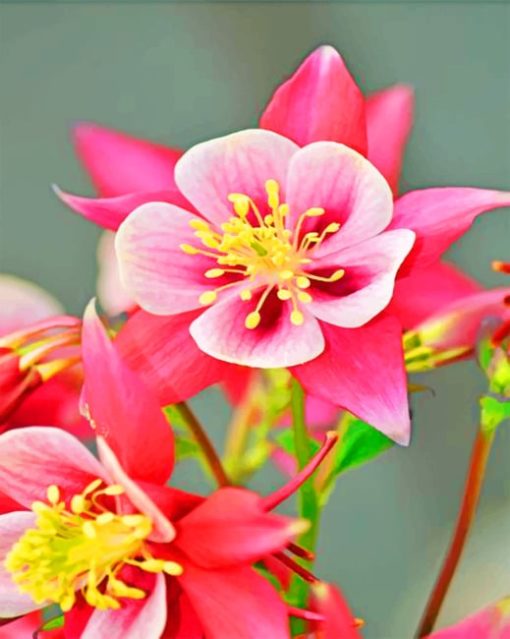 Columbine Flower paint by numbers