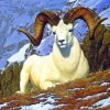 White Bighorn Sheep path by numbers