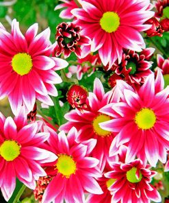 Aesthetic Pink Chrysanthemums Flowers Paint by numbers