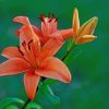 Orange Lily Flower paint by number