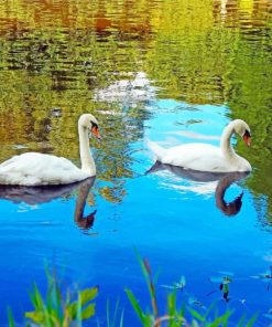 Swans Birds in lake paint by numbers