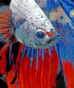 Siamese Fighting Fish Paint by numbers