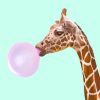 Girraffe Blowing Bubble Paint by numbers