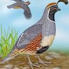 Gambel’s Quail Paint by numbers