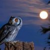 Night Owl Bird paint by numbers