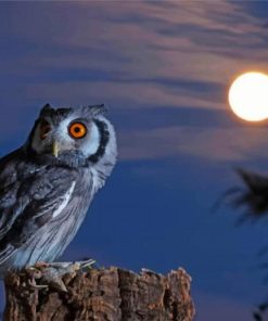 Night Owl Bird paint by numbers