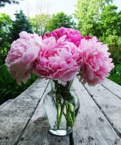 Peonies In Glass paint by numbers