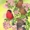 Brown Birds And Bullfinch paint by numbers