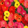 gerberas-paint-by-number