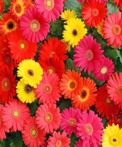 gerberas-paint-by-number