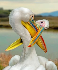 Aesthetic White Pelican paint by numbers