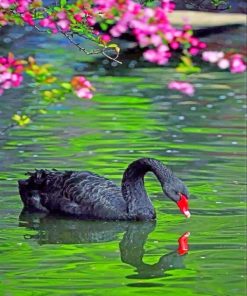 black-swan-paint-by-numbers