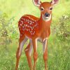 White Tailed Deer paint by numbers