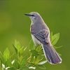 mockingbird-animal-paint-by-numbers