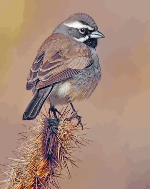 Black-throated-sparrow-paint-by-number