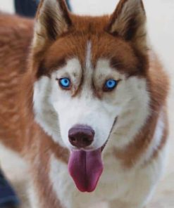 Siberian Husky