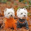 Adorable Westie Dogs paint by numbers