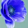 Anemone Flower Paint by numbers