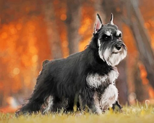 black-anf-grey-schnauzer-paint-by-numbers