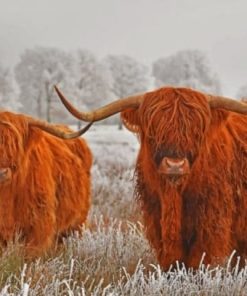 highland-cows-paint-by-number-510x407-1