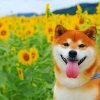 Shiba Inu In A Field Of Sunflowers Paint by numbers