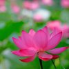 0lotus-flower-painting-by-numbers