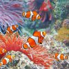 Aesthetic Clownfish Undersea paint by number