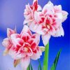 Amaryllis Flowering Plant paint by numbers