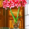 Amaryllis Vase paint by number