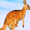 Australian Kangaroo Species Paint by numbers