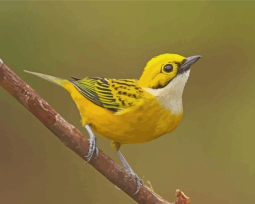 Bird Silver Throated Tanager paint by number