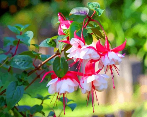 Blooming fuchsia flowers paint by numbers