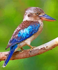 Blue Winged Kookaburra bird paint by numbers