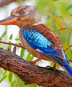 Blue Winged Kookaburra paint by number