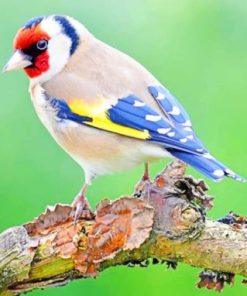 European Goldfinch paint by numbers