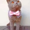 Cat Pink Bow Tie paint by numbers