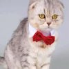 Cat Red Bow tie paint by number